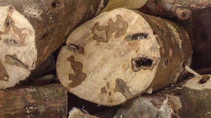 ما هو العود؟ ولماذا يعشقه العرب منذ آلاف السنين