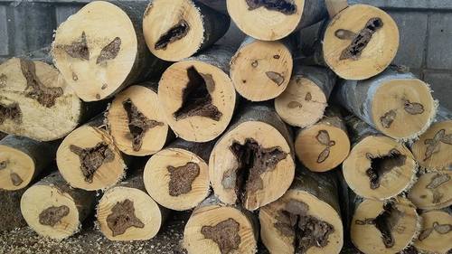 زيت العود… من التقطير إلى الزجاجة: علمٌ في كل قطرة