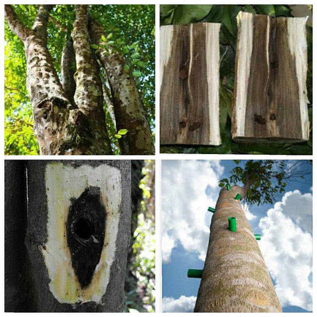 الفرق بين أنواع العود – تحليل علمي للرائحة والمصدر