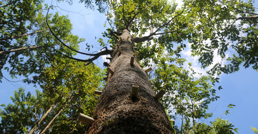 العود كرمز روحي وجمالي: عندما تتحدث الرائحة باسمك
