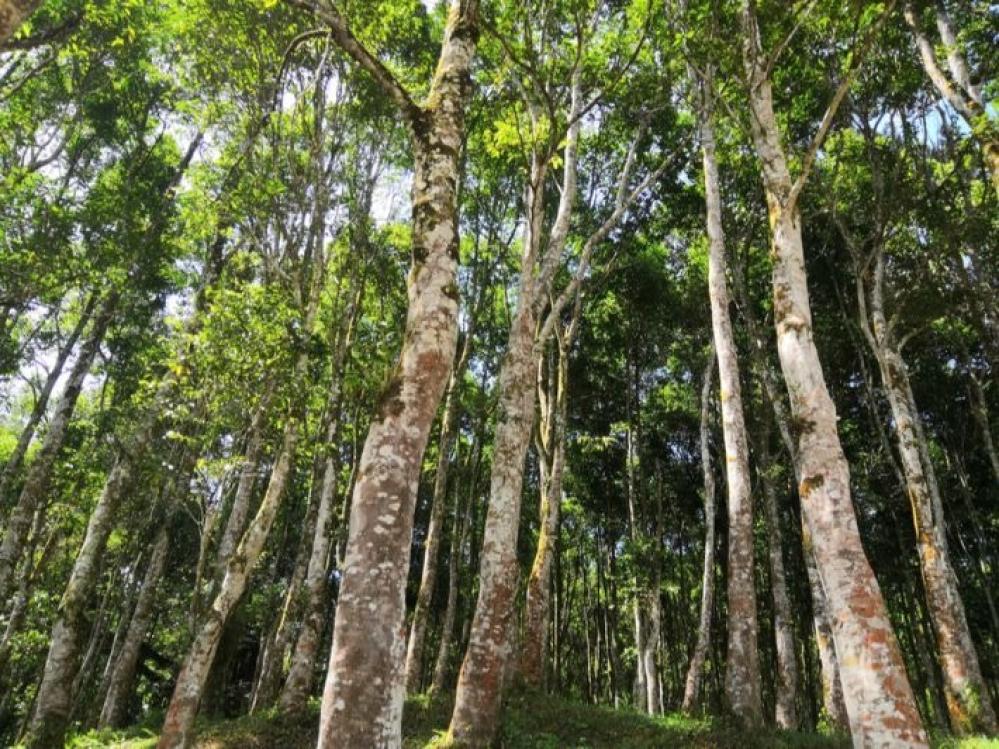 كيف يتكوّن العود؟ أسرار التفاعل البيولوجي داخل الشجرة