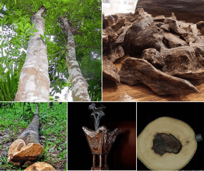 كيف تميّز بين العود الأصلي والمغشوش؟ دليل العارفين لا المشترين