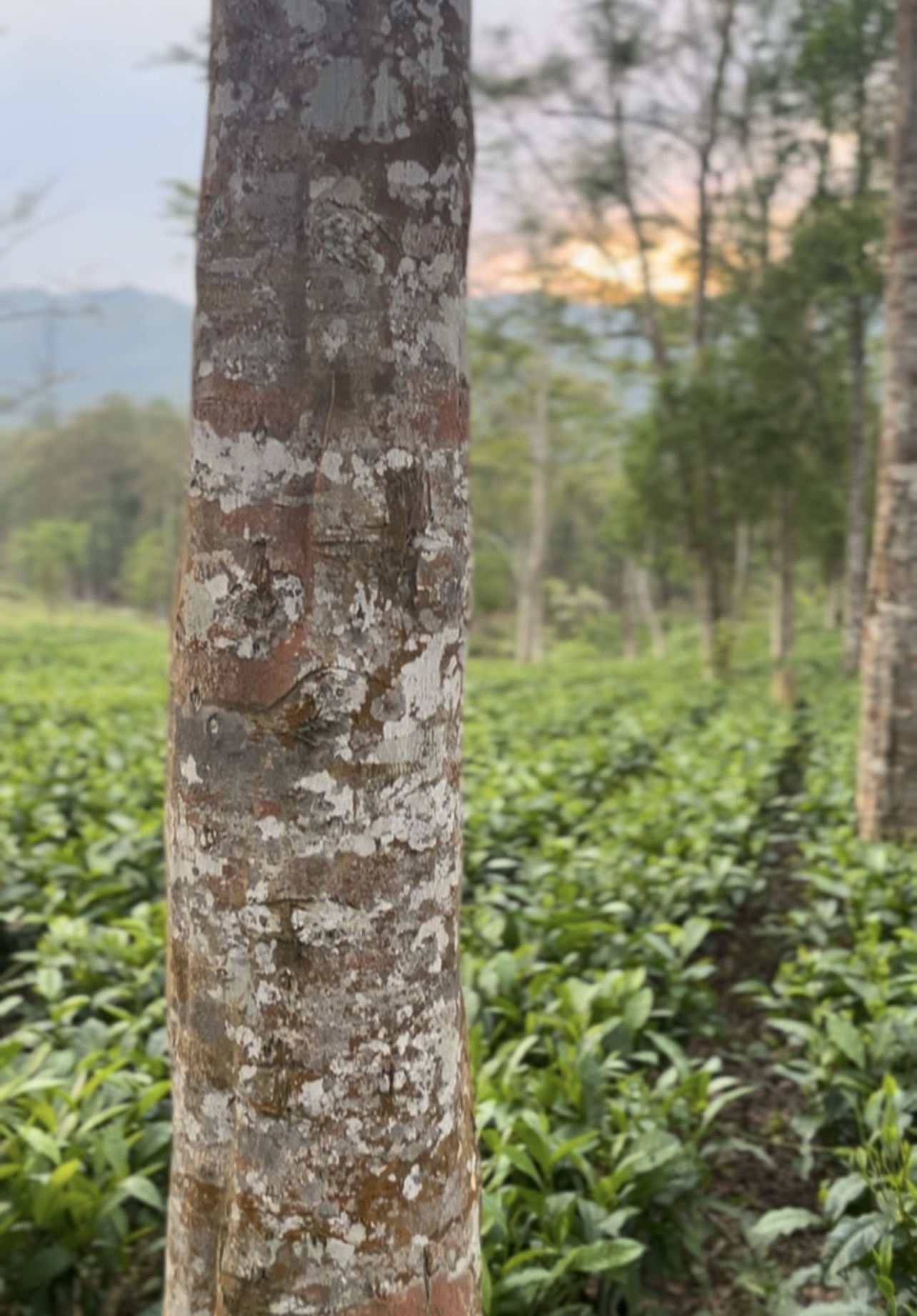 35 Years Old Tree Super Royal Sinking Oud - 250g -  عود غوّاص سوبر ملكي